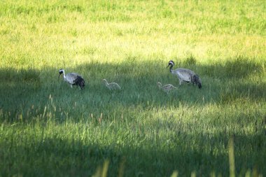 Gencecik bir vinç ailesi yeşil bir alanda uzun otlarla çevrili duruyor. Vahşi doğada vahşi kuşlar. Vahşi yaşam fotoğrafçılığı