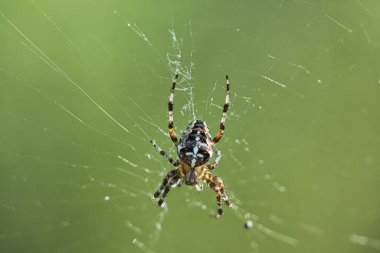 Çapraz örümceğin ayrıntılı ağındaki makro görüntüsü yeşil arka planda. Detaylı doğa, büyüleyici yapı ve sessiz çöl..