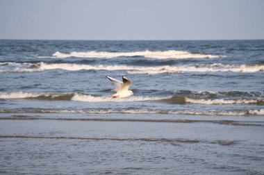 Yalnız bir martı uçsuz bucaksız denizin üzerinde uçsuz bucaksız gökyüzünün altında özgürlüğün, huzurun ve doğanın güzelliğinin bir sembolü olarak süzülür..