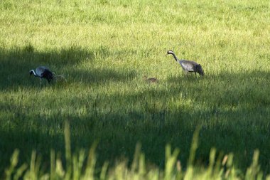 Gencecik bir vinç ailesi yeşil bir alanda uzun otlarla çevrili duruyor. Vahşi doğada vahşi kuşlar. Vahşi yaşam fotoğrafçılığı