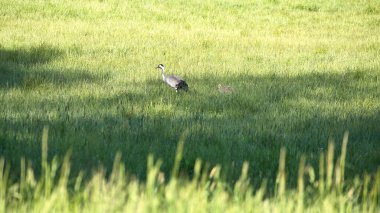 Gencecik bir vinç ailesi yeşil bir alanda uzun otlarla çevrili duruyor. Vahşi doğada vahşi kuşlar. Vahşi yaşam fotoğrafçılığı