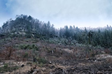 Sis altında sisli bir orman, arka planda yumuşak tepeler, sihir dolu sessiz kış manzarası, derinlik ve atmosferik doğal hava..