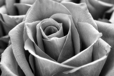 Bir gülün siyah beyaz makro görüntüsü. İnce dokulu taç yaprakları sonsuz zarafet ve sessiz güzellik yayar. Klasik, asil, sanatsal.