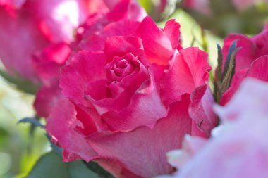 Pembe bir gülün makro görüntüsü, canlı renkler, hassas dokular ve doğal zarafet. Romantizm ve doğa teması için mükemmel..
