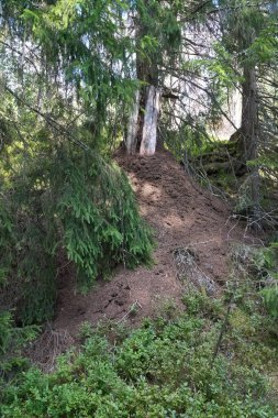 Ormandaki bir ağacın dibinde büyük bir karınca yuvası. Şırıngalarla kaplı, yeşil bir ekosisteme gömülmüş, doğanın etkileyici bir çalışması..