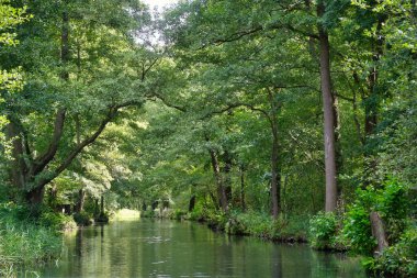 Yazın Spreewald ormanındaki yoğun yeşil bir ormanın içinden huzurlu bir nehir akar. Temiz su ağaçları yansıtır ve barışçıl, doğal bir atmosfer yaratır..