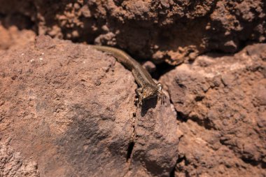 Güneşin tadını çıkaran bir kertenkele.