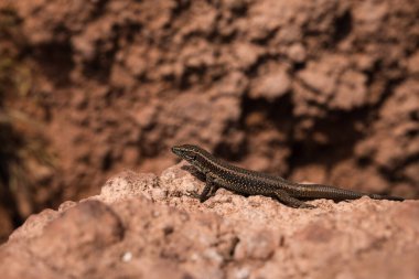 Güneşin tadını çıkaran bir kertenkele.