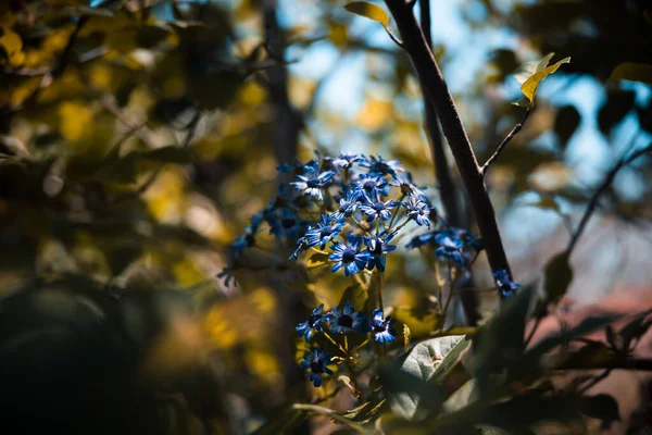 Pohled Krásné Barevné Květy Uprostřed Přírody — Stock fotografie
