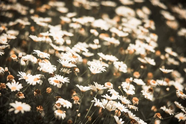 Een Weide Vol Witte Gele Bloemen — Stockfoto