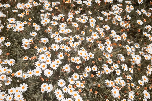 Eine Wiese Voller Weißer Und Gelber Blumen — Stockfoto