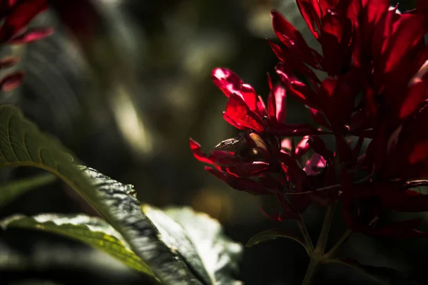 Une Vue Belles Fleurs Colorées Milieu Nature — Photo