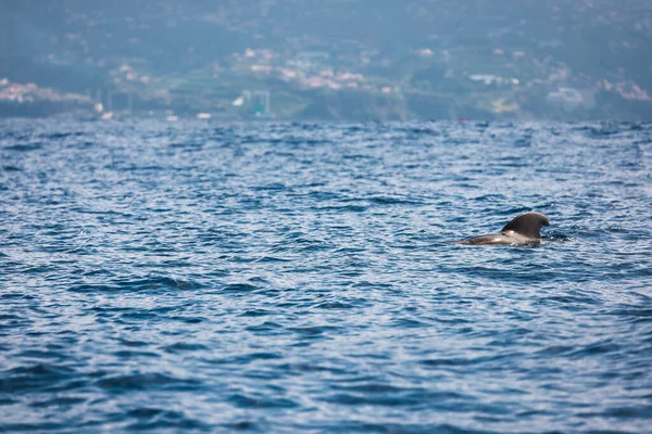 Barbatanas Baleia Nadando Água Meio Mar Durante Dia Ensolarado — Fotografia de Stock