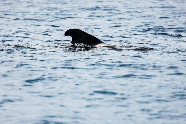 Nageoires Baleine Nageant Dans Eau Milieu Mer Par Une Journée — Photo