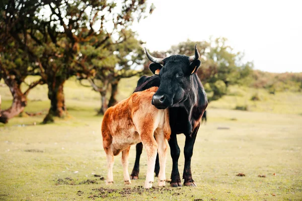 Vacas Lindas Bosque Fanal Durante Día Verano Naturaleza Salvaje Vacas — Foto de Stock