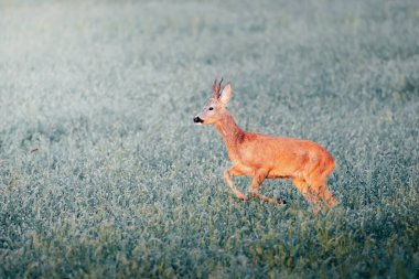 Güneşli bir günün ortasında çayırda gün doğumunda geyik yumurtlaması vahşi doğa, Slovakya