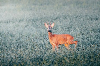 Güneşli bir günün ortasında çayırda gün doğumunda geyik yumurtlaması vahşi doğa, Slovakya