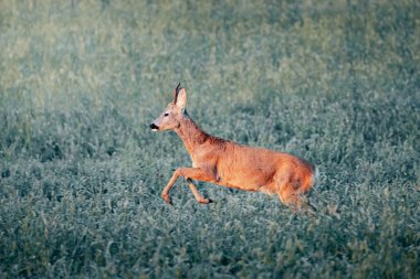 Güneşli bir günün ortasında çayırda gün doğumunda geyik yumurtlaması vahşi doğa, Slovakya