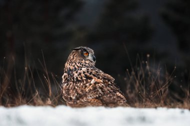 Bir baykuşun (bubo bubo) vahşi doğadaki bir çayırın ortasında oturması, Slovakya