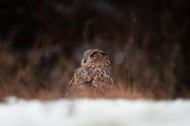 Bir baykuşun (bubo bubo) vahşi doğadaki bir çayırın ortasında oturması, Slovakya