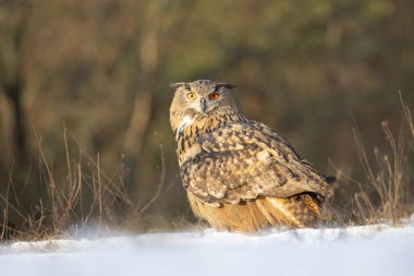 Bir baykuşun (bubo bubo) vahşi doğadaki bir çayırın ortasında oturması, Slovakya