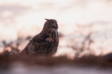 Bir baykuşun (bubo bubo) vahşi doğadaki bir çayırın ortasında oturması, Slovakya