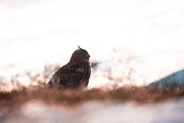 View Owl Bubo Bubo Sitting Middle Meadow Wild Slovakia — Stock Photo, Image