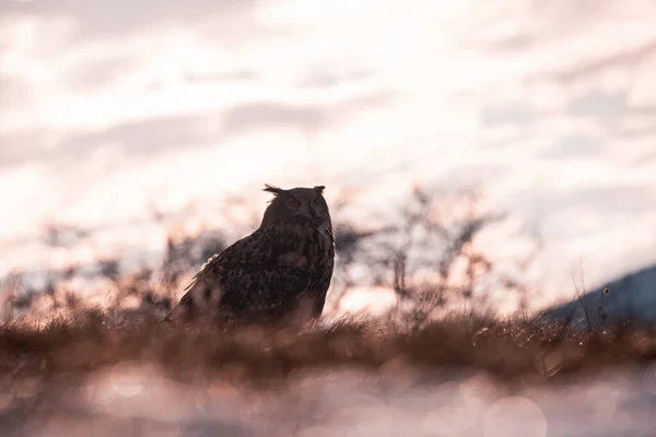 View Owl Bubo Bubo Sitting Middle Meadow Wild Slovakia — Stock Photo, Image
