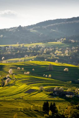 Beyaz çiçekler ve yeşil çayırlarla çiçek açan ağaçların manzarası, Slovak ormanlarında bahar, bahar havası, Hriov