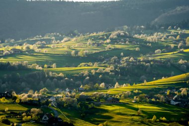 Beyaz çiçekler ve yeşil çayırlarla çiçek açan ağaçların manzarası, Slovak ormanlarında bahar, bahar havası, Hriov