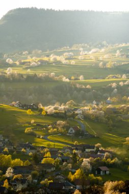 Beyaz çiçekler ve yeşil çayırlarla çiçek açan ağaçların manzarası, Slovak ormanlarında bahar, bahar havası, Hriov