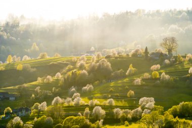 Beyaz çiçekler ve yeşil çayırlarla çiçek açan ağaçların manzarası, Slovak ormanlarında bahar, bahar havası, Hriov