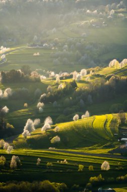 Beyaz çiçekler ve yeşil çayırlarla çiçek açan ağaçların manzarası, Slovak ormanlarında bahar, bahar havası, Hriov