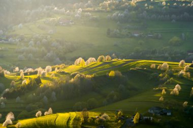 Beyaz çiçekler ve yeşil çayırlarla çiçek açan ağaçların manzarası, Slovak ormanlarında bahar, bahar havası, Hriov