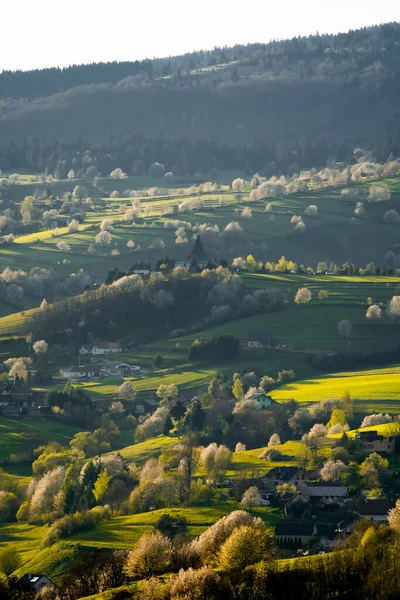 stock image View of blossoming trees with white flowers and green meadows, spring in the Slovak forest,spring weather, Hriov