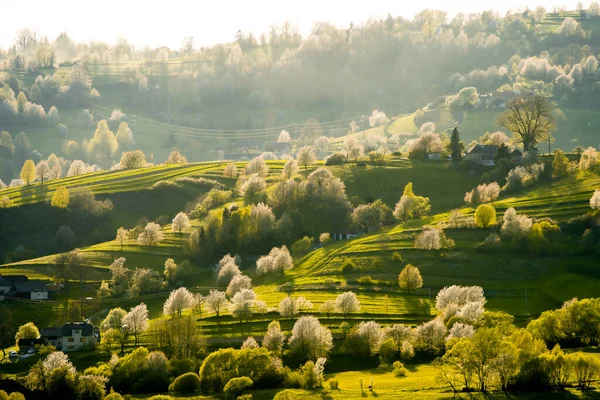 stock image View of blossoming trees with white flowers and green meadows, spring in the Slovak forest,spring weather, Hriov