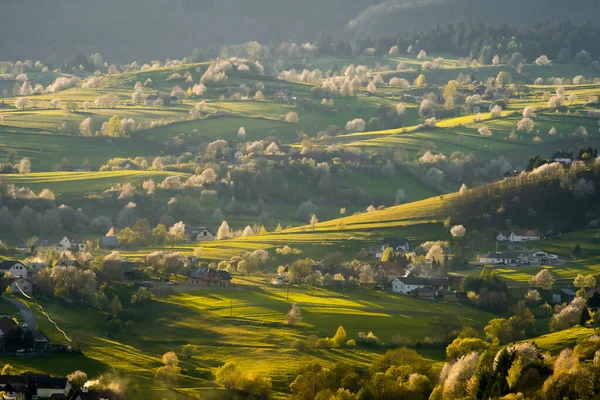 stock image View of blossoming trees with white flowers and green meadows, spring in the Slovak forest,spring weather, Hriov