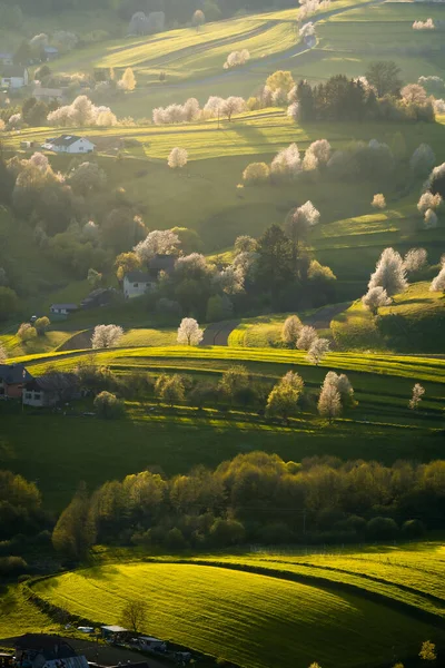 Beyaz çiçekler ve yeşil çayırlarla çiçek açan ağaçların manzarası, Slovak ormanlarında bahar, bahar havası, Hriov