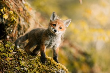 Meraklı genç tilki Vulpes Vulpes 'un güneşli orman zemininin ortasında, Slovak vahşi doğası, kızıl tilki, dergiler ve Slovakya için kullanışlı.