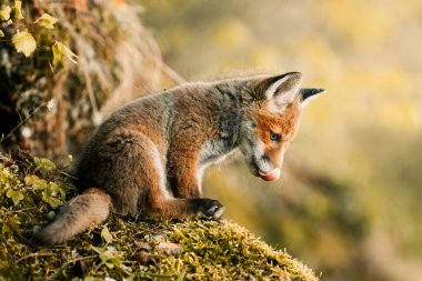 Meraklı genç tilki Vulpes Vulpes 'un güneşli orman zemininin ortasında, Slovak vahşi doğası, kızıl tilki, dergiler ve Slovakya için kullanışlı.