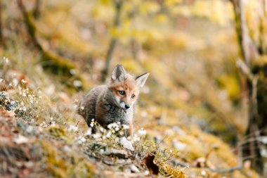 Meraklı genç tilki Vulpes Vulpes 'un güneşli orman zemininin ortasında, Slovak vahşi doğası, kızıl tilki, dergiler ve Slovakya için kullanışlı.