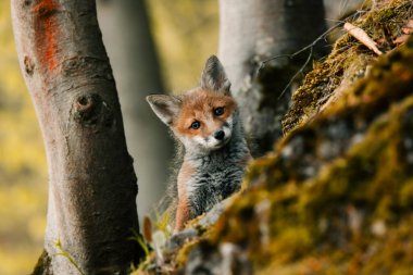 Meraklı genç tilki Vulpes Vulpes 'un güneşli orman zemininin ortasında, Slovak vahşi doğası, kızıl tilki, dergiler ve Slovakya için kullanışlı.