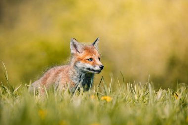 Meraklı genç tilki Vulpes Vulpes 'un güneşli orman zemininin ortasında, Slovak vahşi doğası, kızıl tilki, dergiler ve Slovakya için kullanışlı.