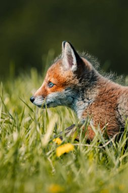 Meraklı genç tilki Vulpes Vulpes 'un güneşli orman zemininin ortasında, Slovak vahşi doğası, kızıl tilki, dergiler ve Slovakya için kullanışlı.