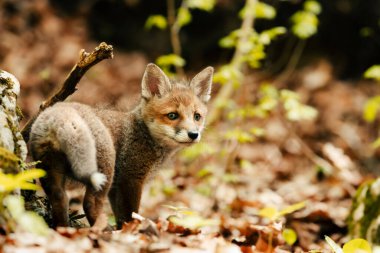Meraklı genç tilki Vulpes Vulpes 'un güneşli orman zemininin ortasında, Slovak vahşi doğası, kızıl tilki, dergiler ve Slovakya için kullanışlı.