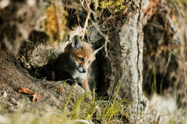 Nice Shot Curious Young Fox Vulpes Vulpes Middle Sunny Forest — Φωτογραφία Αρχείου