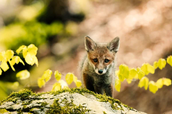 Nice Shot Curious Young Fox Vulpes Vulpes Middle Sunny Forest — стокове фото