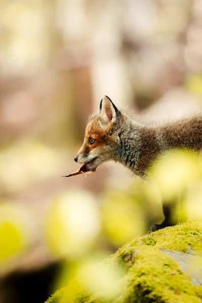 Nice Shot Curious Young Fox Vulpes Vulpes Middle Sunny Forest — Φωτογραφία Αρχείου
