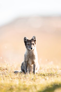 Kutup tilkisinin (Vulpes lagopus) güneşli bir günün tadını çıkarırken, çimenli ovalarda vahşi doğanın ortasında, kalın bir kürk onu kıştan korur, şirin bir tilki dünyayı keşfeder, Svalbard / Spitsberge