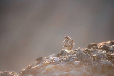  Mor Çulluk (Calidris maritima) şirin bir kuş bir kayanın üzerinde duruyor ve güneş ışınlarının tadını çıkarıyor, merceğin önünde poz veriyor, vahşi Svalbard doğası, soğuk ve soğuk bölge,